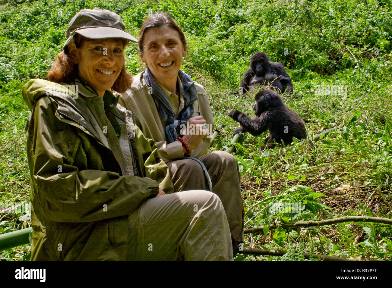 Il turismo fornisce fondi per aiutare a rischio di estinzione gorilla di montagna Gorilla beringei beringei NEL PARCO NAZIONALE DE VOLCANS RUANDA Foto Stock