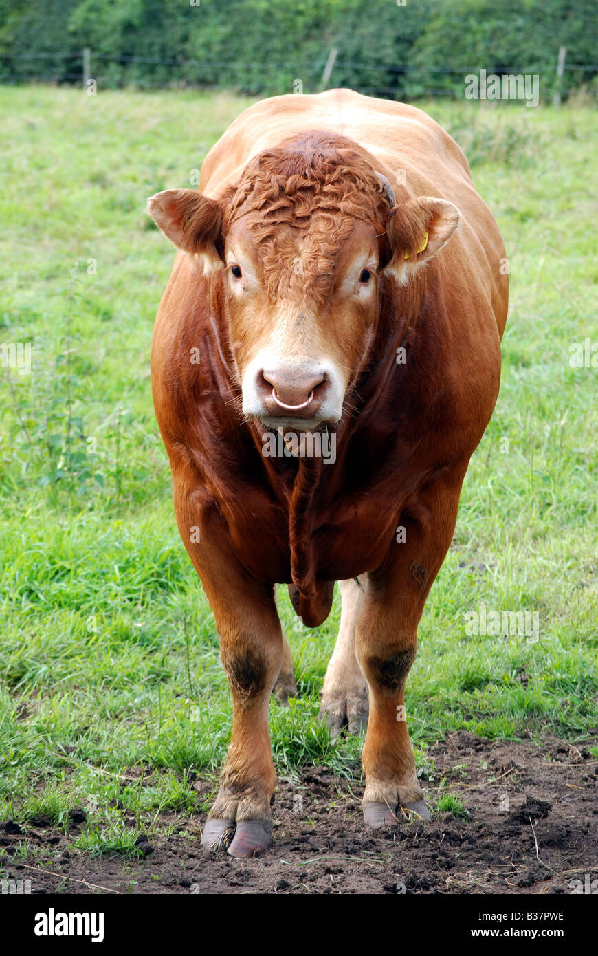 Giovani Limousin bull in campo. Foto Stock