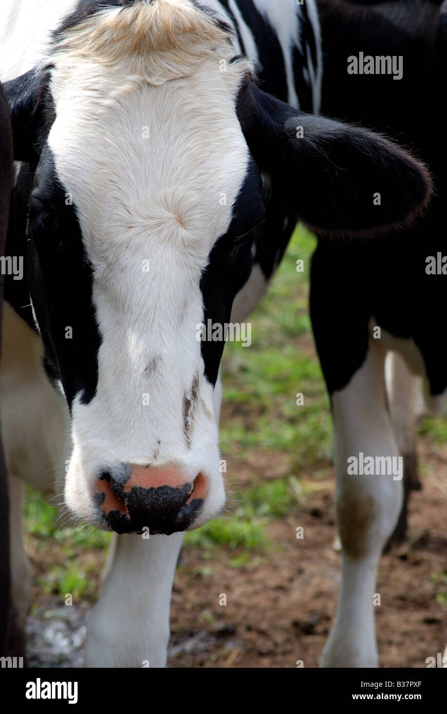 Giovane vacca Holstein Foto Stock