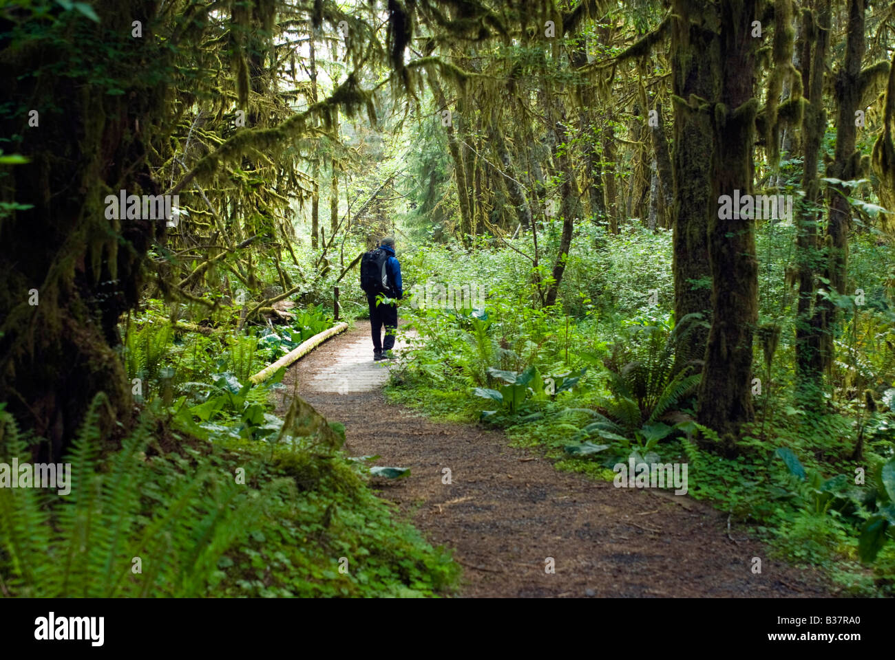 Escursionista cammina il Kestner Homestead Trail Quinault Rain Forest Parco nazionale di Olympic Washington Foto Stock