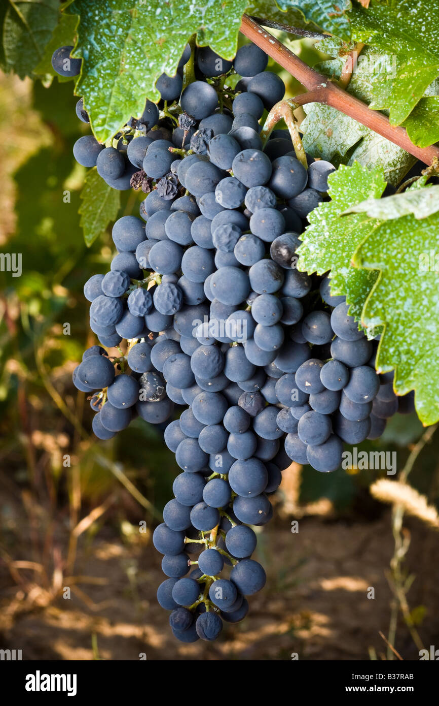 Grappolo di uva blu in un vigneto Foto Stock