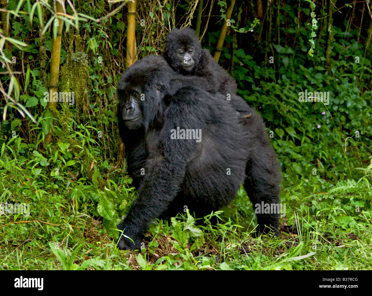 La madre e il bambino i gorilla di montagna Gorilla beringei beringei del gruppo SABYINYO nel Parco Nazionale dei Vulcani RUANDA Foto Stock