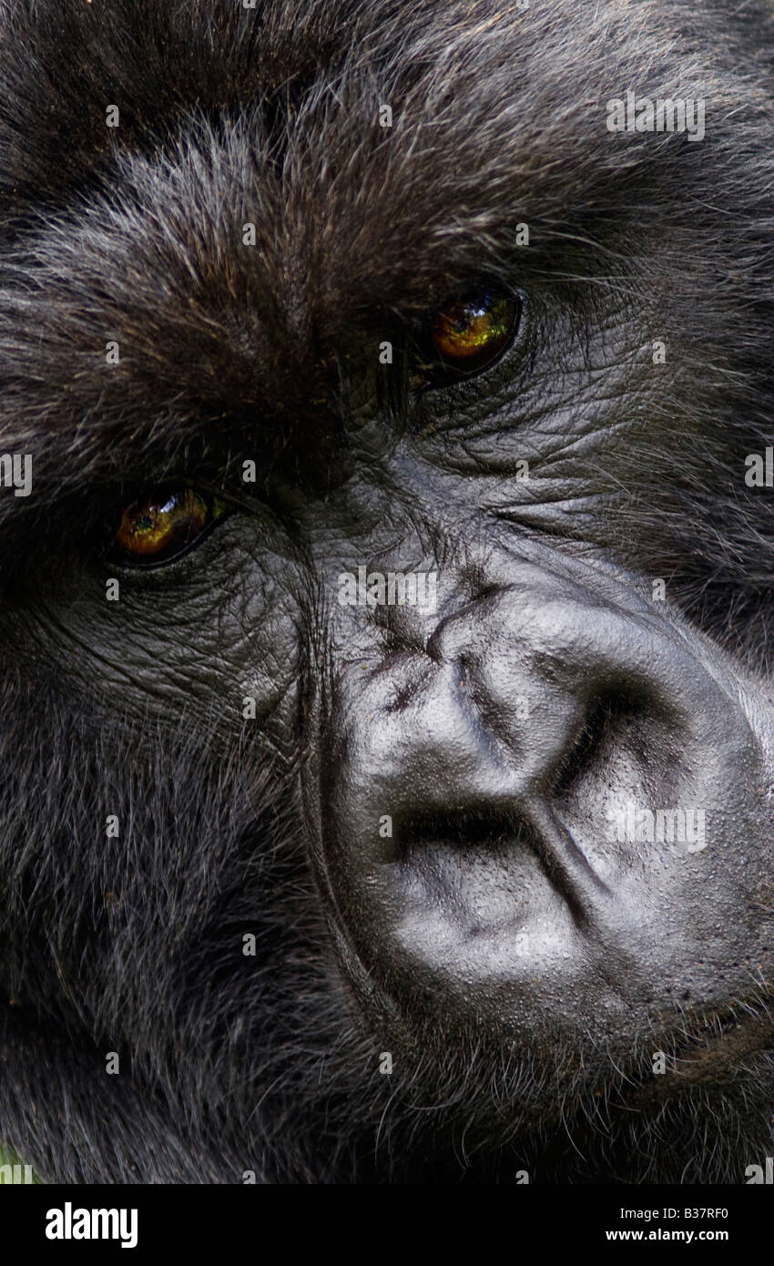 Un maschio di gorilla di montagna Gorilla beringei beringei del gruppo KWITONDA VOLCANES NEL PARCO NAZIONALE DI RUANDA Foto Stock