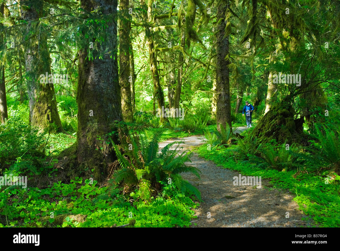 Escursionista cammina il Kestner Homestead Trail Quinault Rain Forest Parco nazionale di Olympic Washington Foto Stock