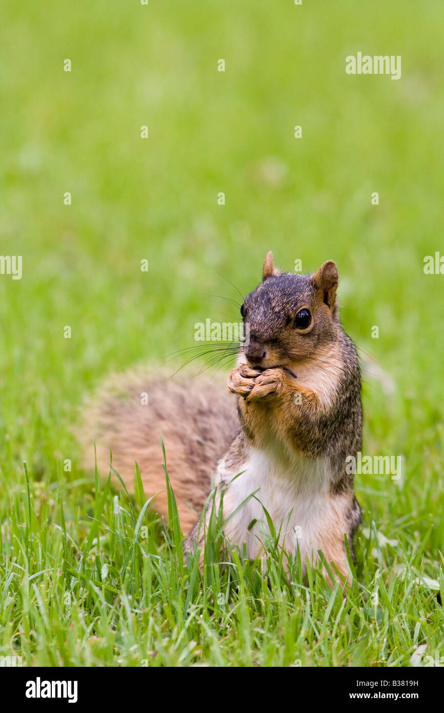 Fox Squirrel sul prato Foto Stock