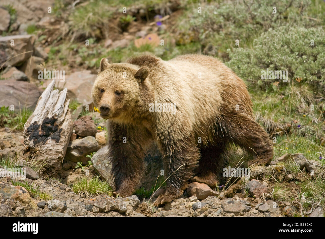 Orso grizzly (Ursus arctos horribilis) Foto Stock