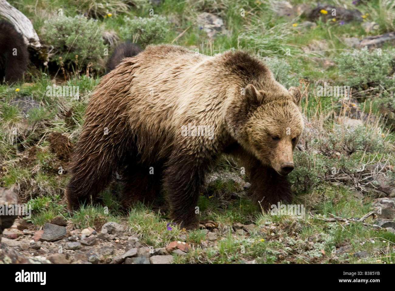 Orso grizzly (Ursus arctos horribilis) Foto Stock