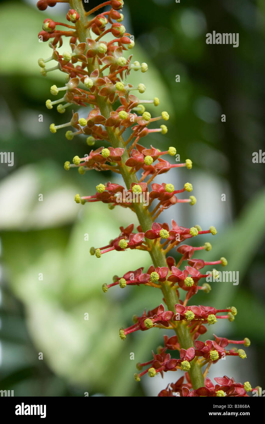 NEPENTHES BURKEI Foto Stock