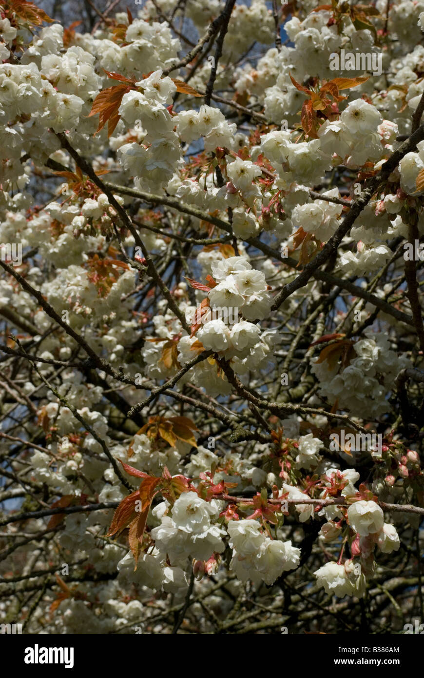 PRUNUS (SP), la fioritura dei ciliegi. Foto Stock