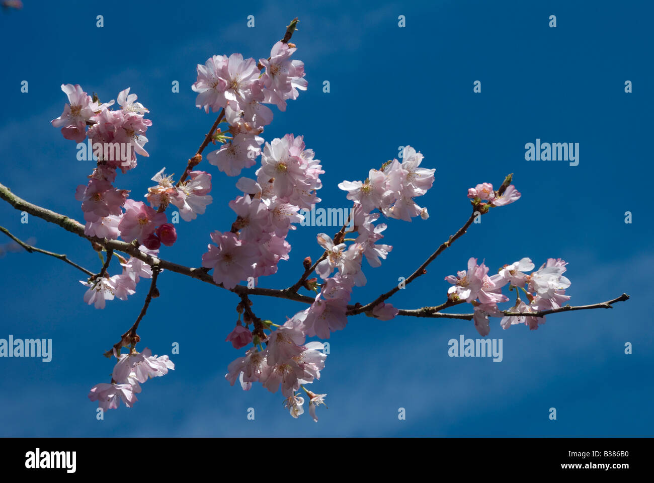 Prunus 'riconoscimento' Foto Stock