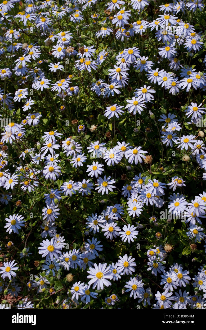 FELICIA AMELLOIDES, 'mauve forma' Foto Stock