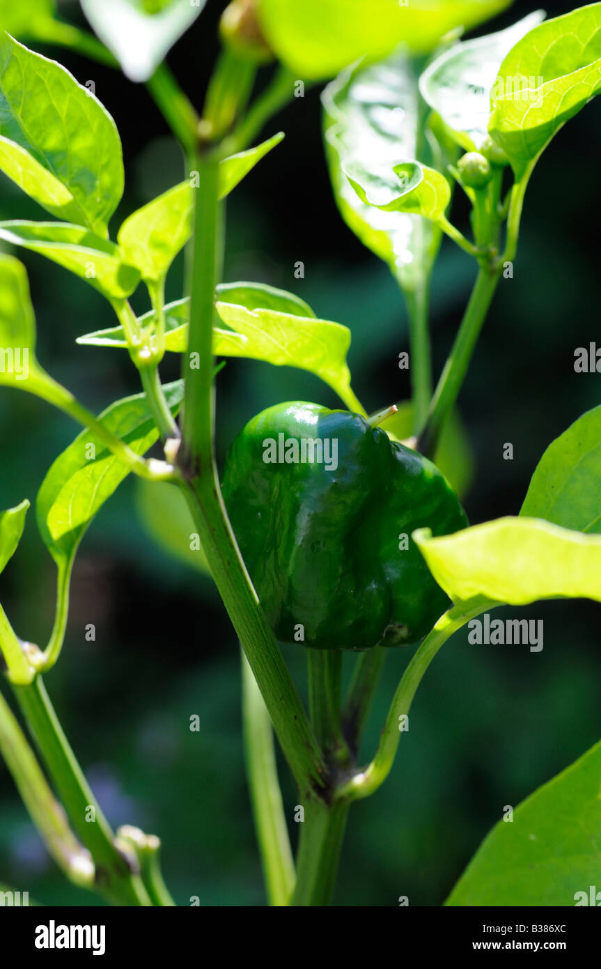 Capsicum Foto Stock