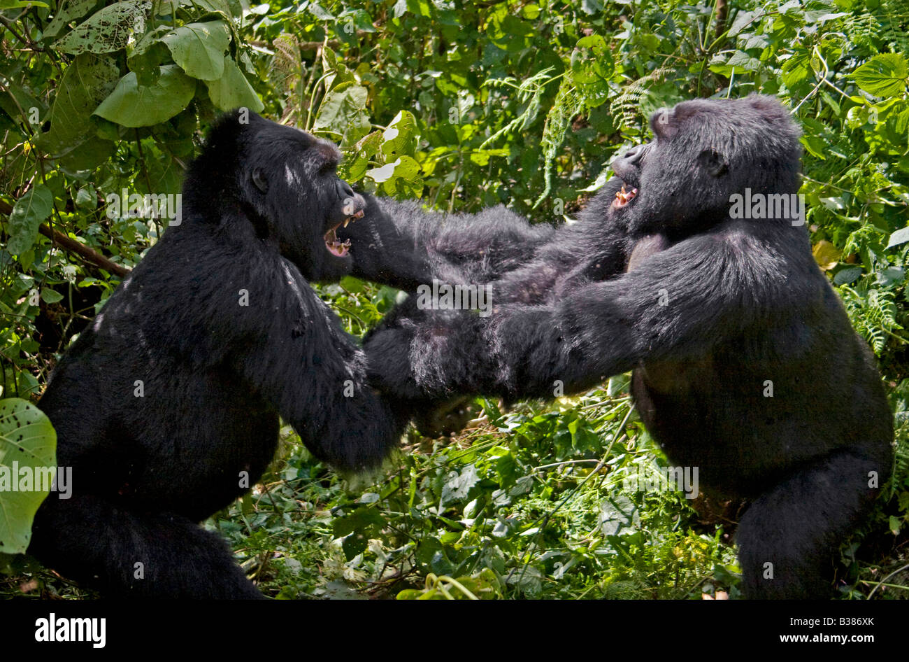Giocare combattimenti crea un ordine di becchettare in i gorilla di montagna del gruppo KWITONDA nel Parco Nazionale dei Vulcani RUANDA AFRICA Foto Stock