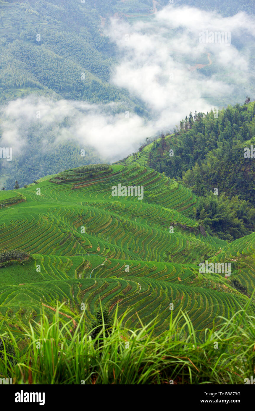 Eseguire il ping di un terrazze di riso Longsheng Longji Guilin Cina iniziata la costruzione nella dinastia Yuan 1271 1368 Foto Stock