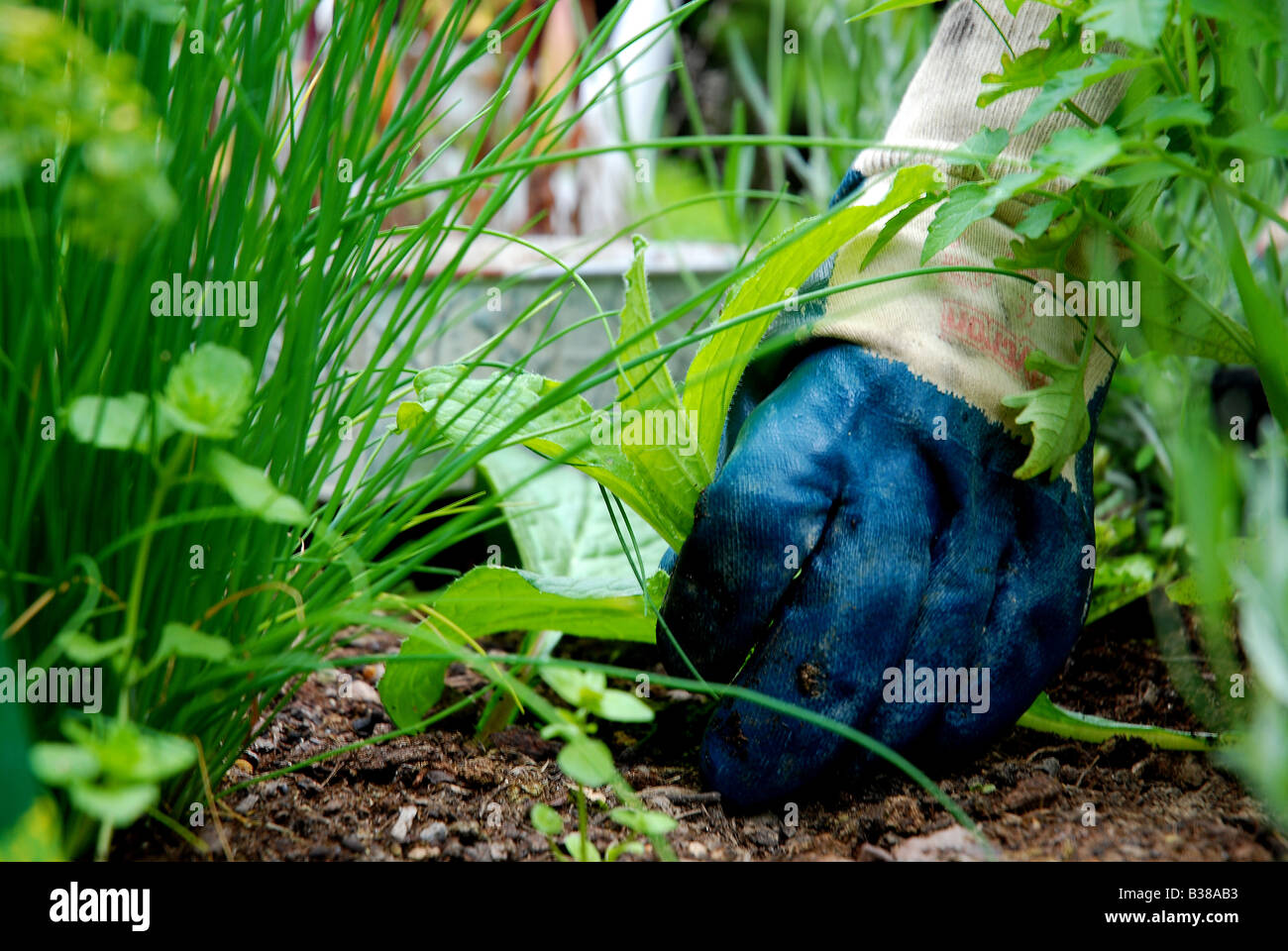 La mano di un giardiniere con blu guanti da giardinaggio preleva le erbe aromatiche Foto Stock