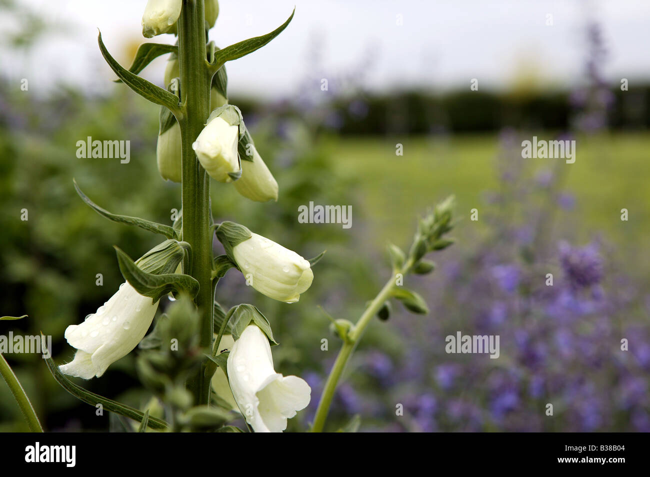 Crescere in quasi qualsiasi terreno,ma evitare molto umido o molto secco situazioni. Foto Stock