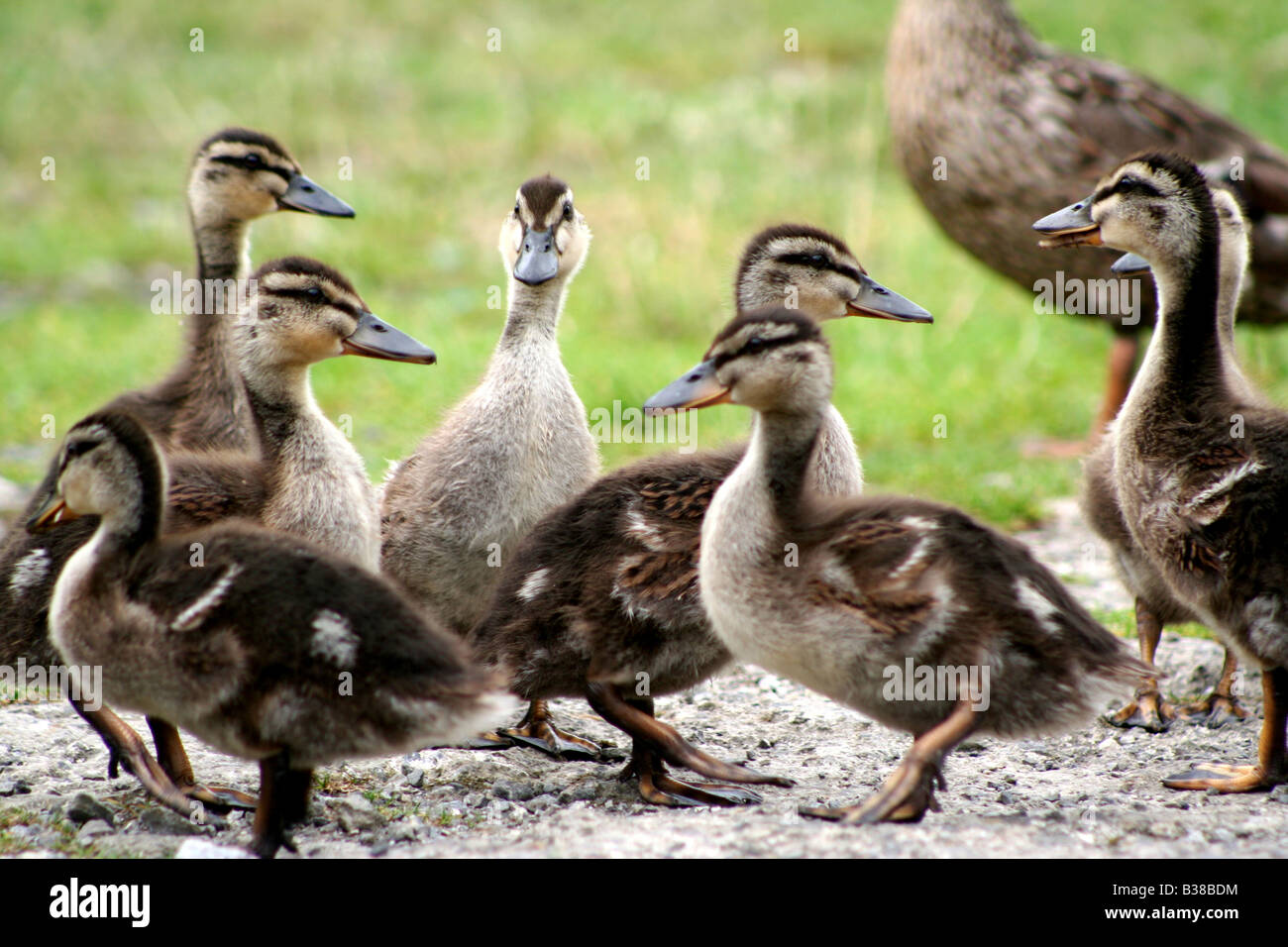 Anatroccoli laghi di pesca Llysworney Vale of Glamorgan Wales UK Foto Stock