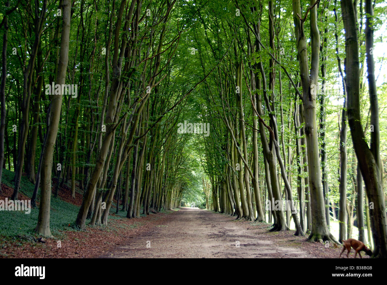 Viale alberato nel Parco del Chateau d' Ue nella parte orientale della Normandia Francia Foto Stock