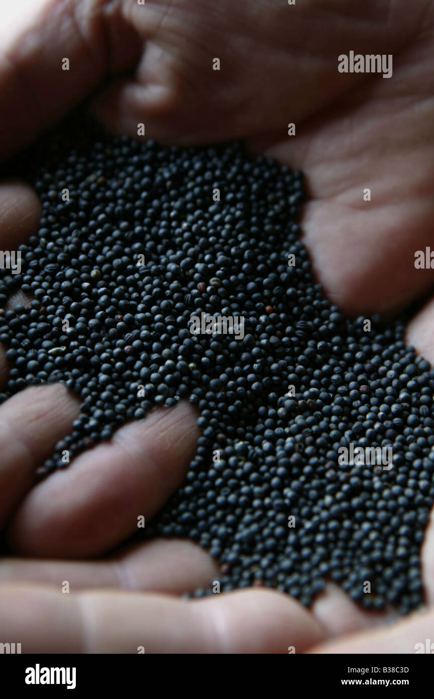 Gli agricoltori maschio mani mall nero olio di colza Semi che sarà schiacciato per rendere l'olio di colza a Hillfarm nel Suffolk Engl Foto Stock