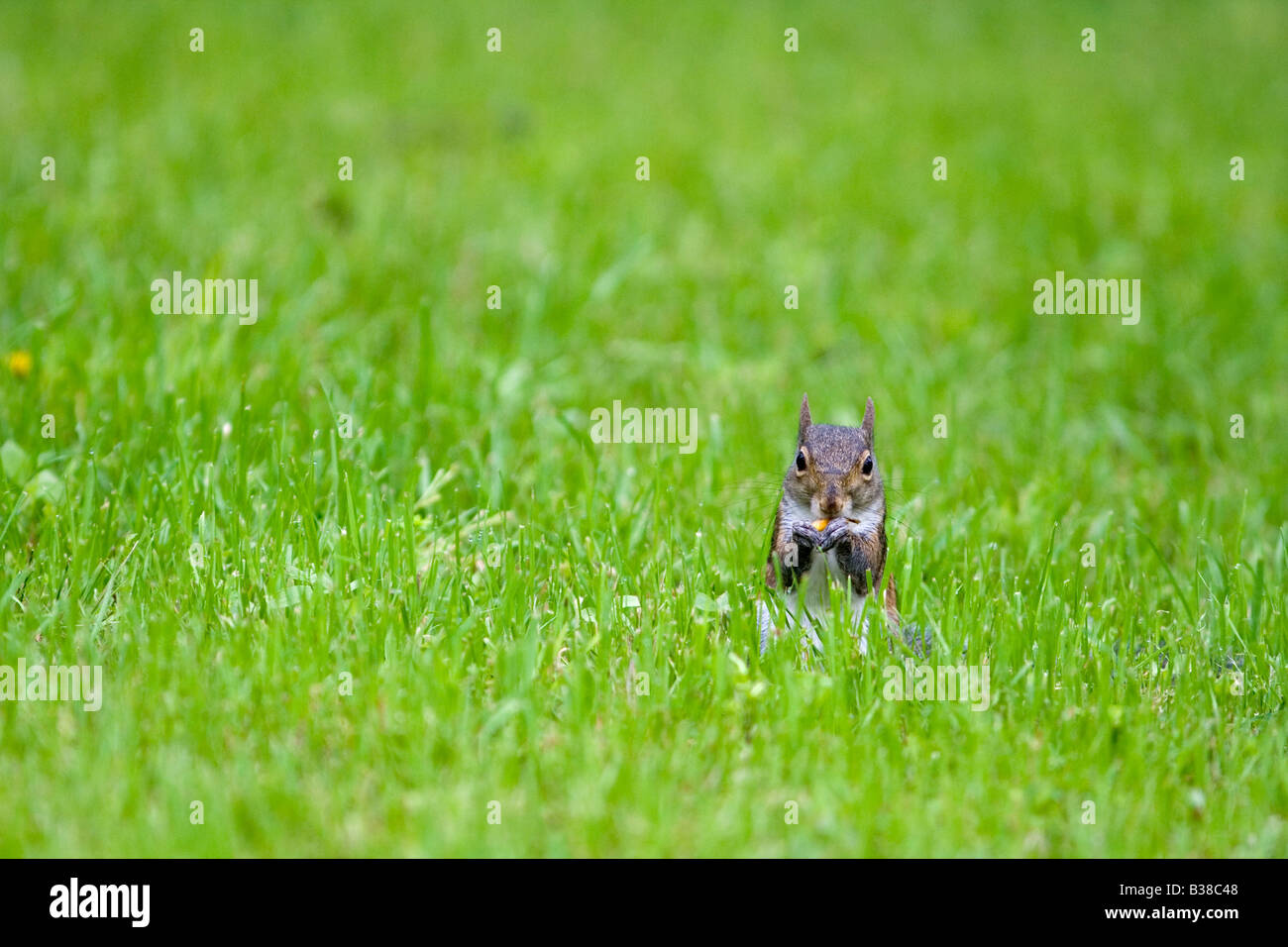Fox Squirrel sul prato Foto Stock