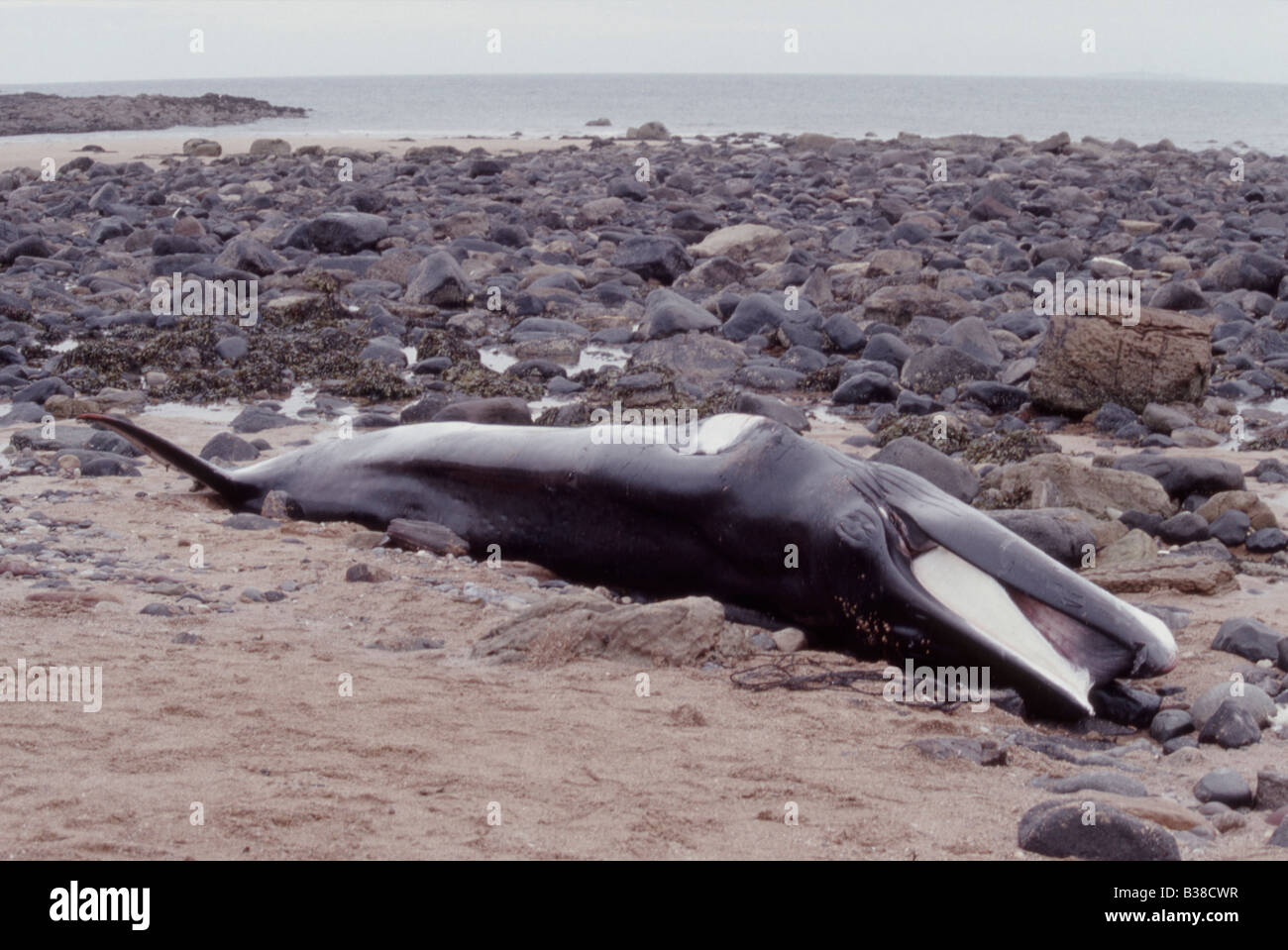 Minke whale (bambino) Balaenoptera acutorostrata, lavato fino sulla costa (ucciso dalla rete da pesca) Foto Stock