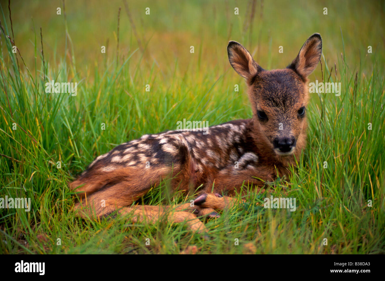 Il capriolo (Capreolus capreolus) capretta Foto Stock