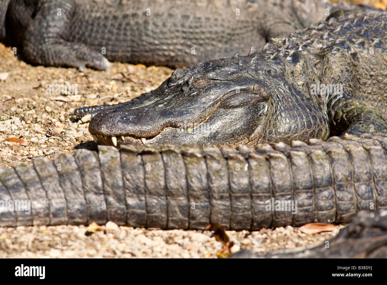 Alligatori che si crogiolano al sole all'Homosassa Springs State Wildlife Park in Florida Foto Stock