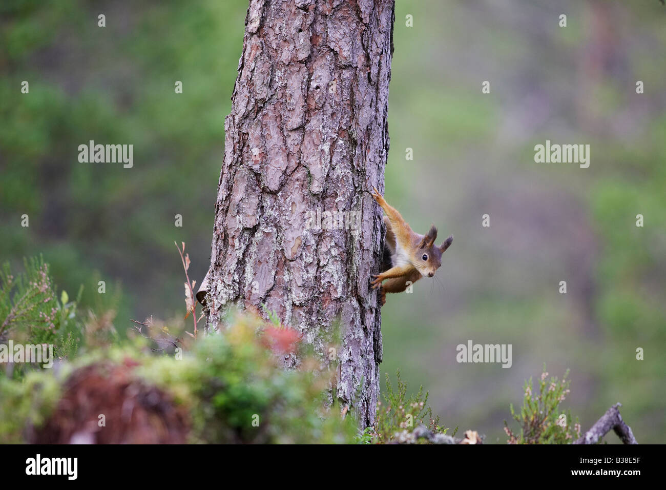 Red scoiattolo (Sciurus vulgaris) scaling down tronco di pino Foto Stock