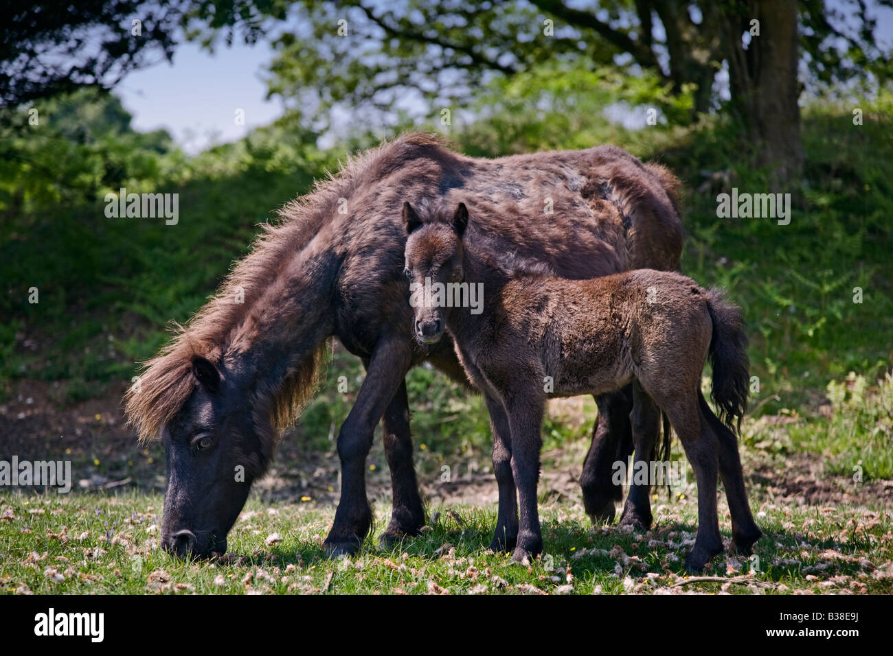 Il marrone scuro New Forest pony, Mare e puledro a Kings Cross, Hampshire, Inghilterra Foto Stock