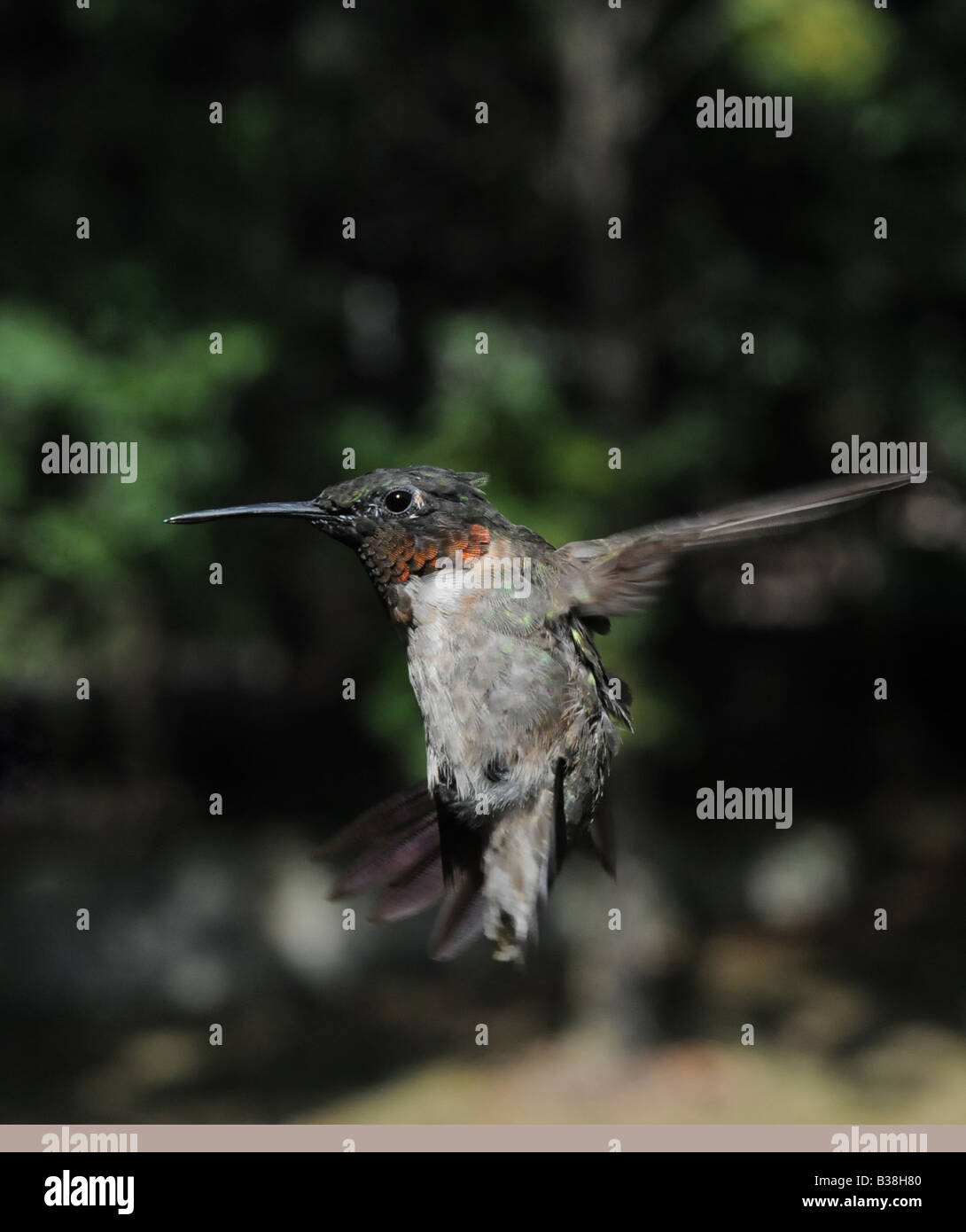 Hummingbird maschio in volo Foto Stock