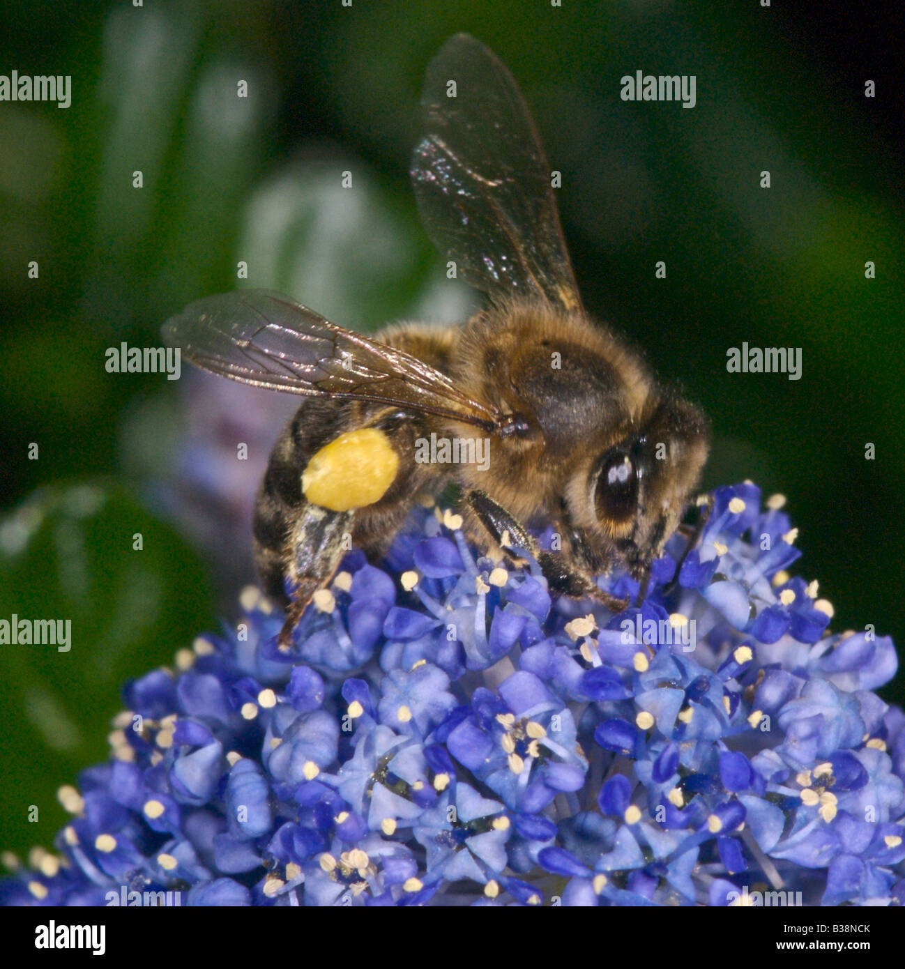 Honeybee raccogliendo il nettare di polline e miele delle api Foto Stock