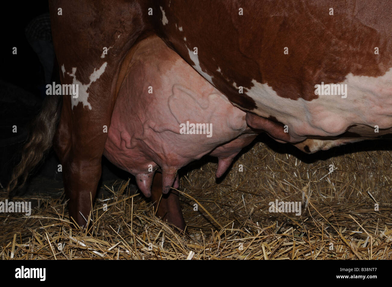 Mammella della mucca Foto Stock