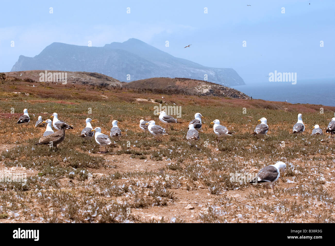 Western Gull Larus occidentalis Foto Stock