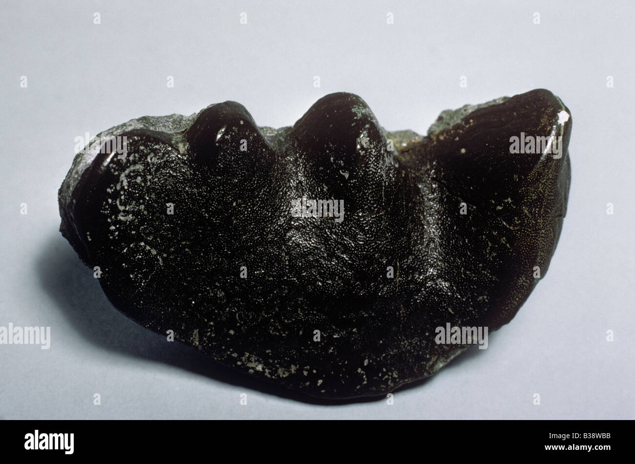 Dente del Triassico Ceratodus lungfish latissimus Retiche Avon Foto Stock