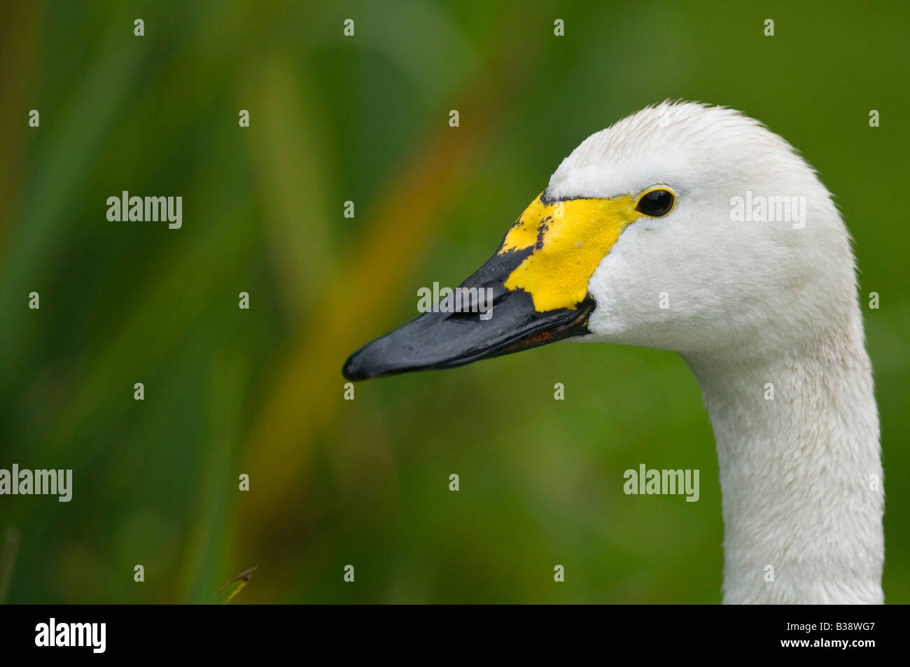 Whooper Swan 'Cygnus cygnus' vicino all'acqua. Foto Stock