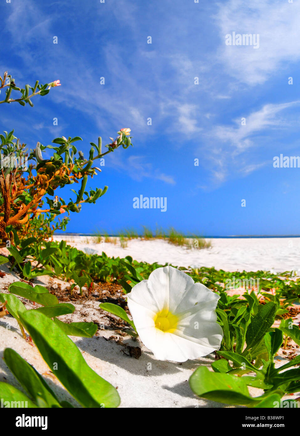 Gloria di mattina fiore sulla spiaggia Foto Stock