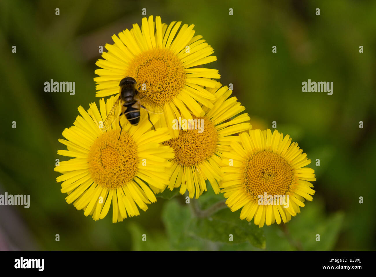 Common Fleabane Pulicaria dysenterica close-up di fiori con specie Hoverfly Foto Stock
