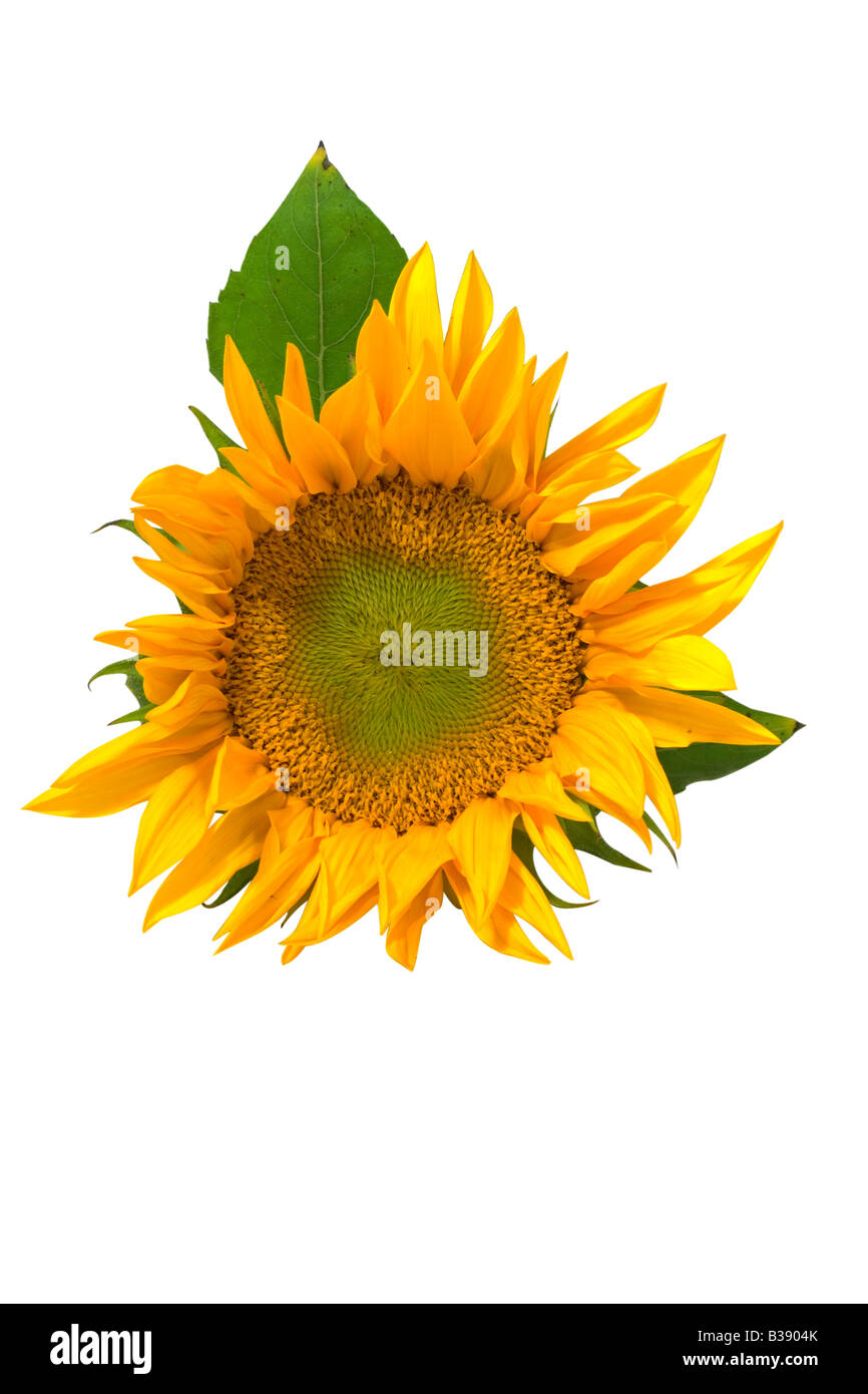 Girasole su sfondo bianco con tracciato di ritaglio Foto Stock