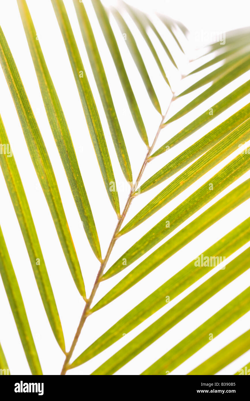 Palm frond con sfondo bianco Foto Stock