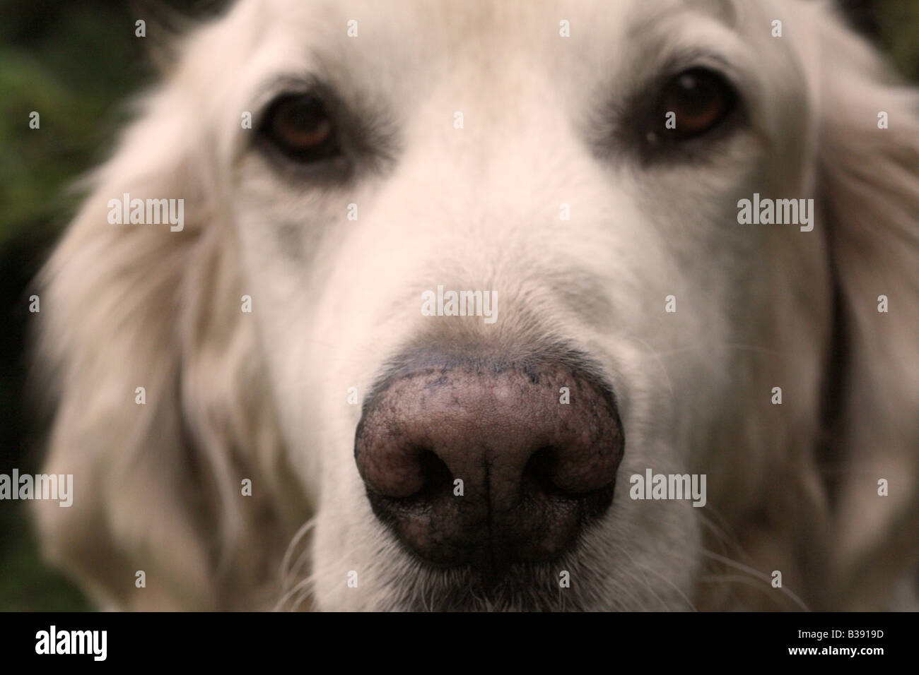 Inquadratura ravvicinata di un golden retriever cane Foto Stock