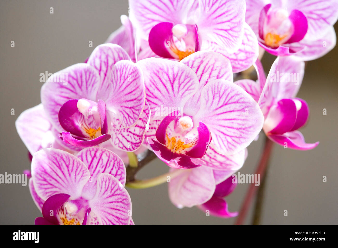 Orchideen Blueten, fioritura orchid Foto Stock
