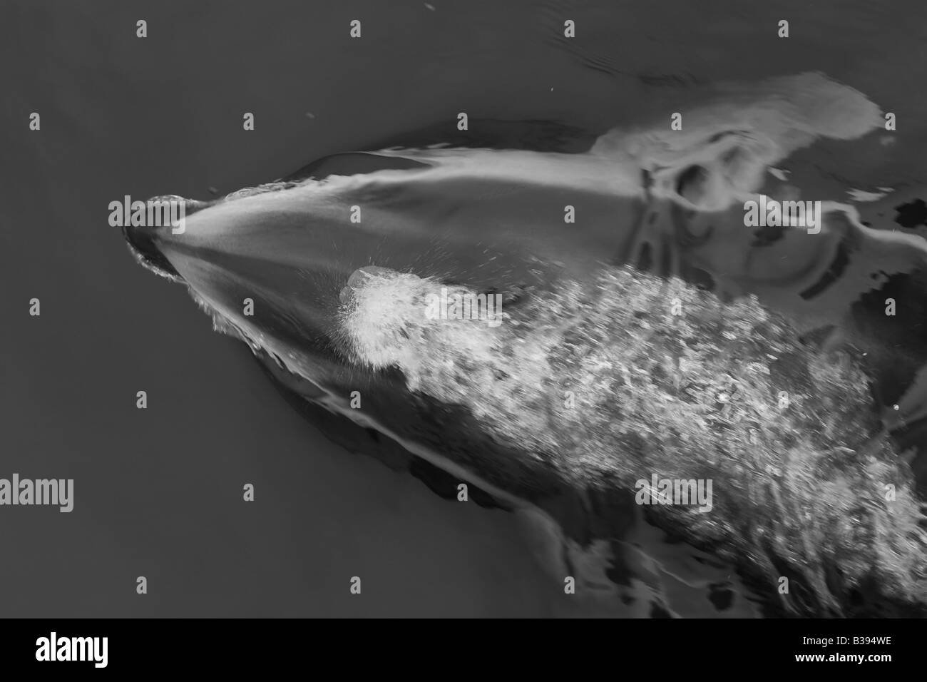 Pacifico facciata bianca Dolphin Lagenorhynchus obliquidens Monterey Bay California USA bowriding Foto Stock