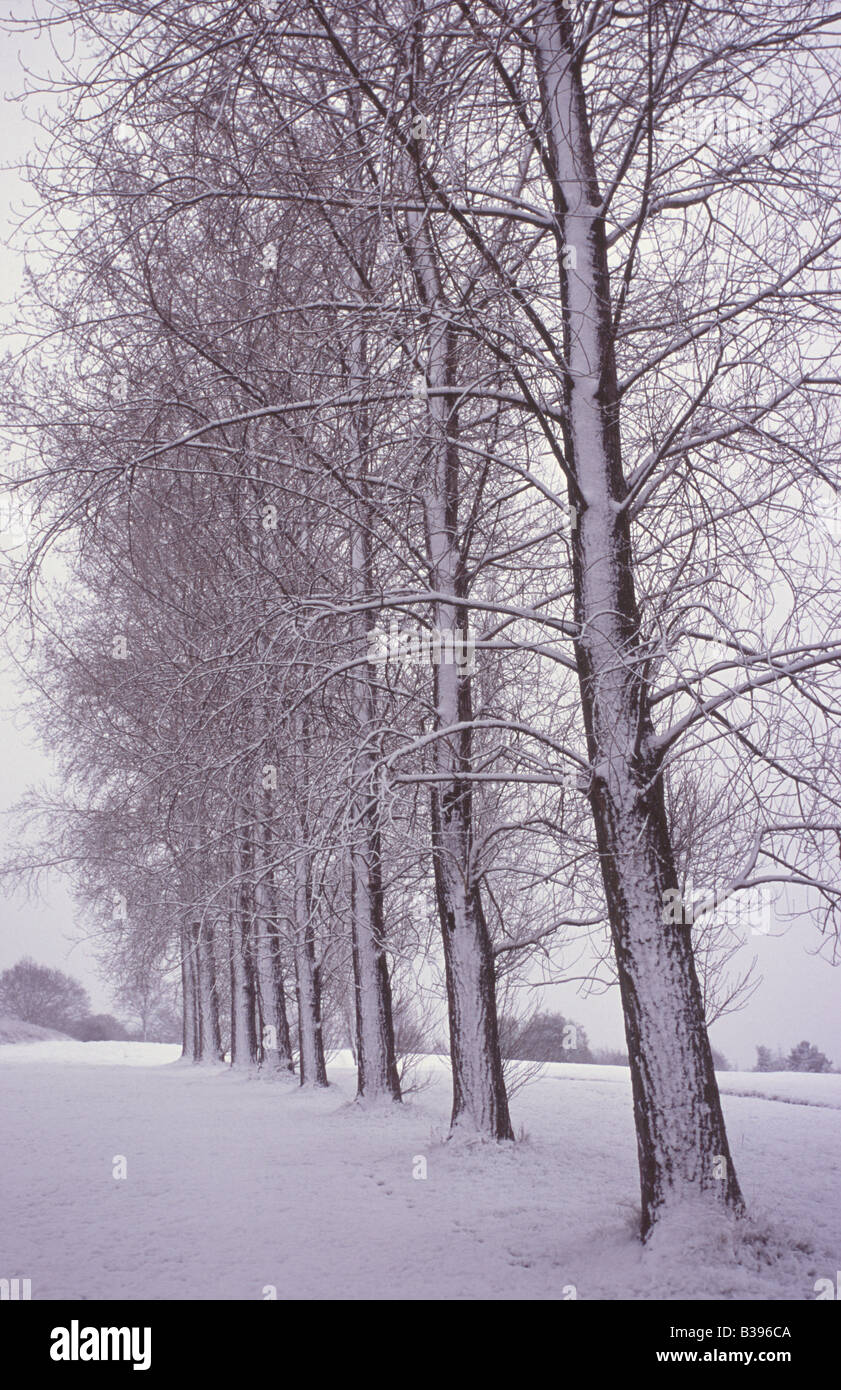 Alberi con wind-neve soffiata Foto Stock