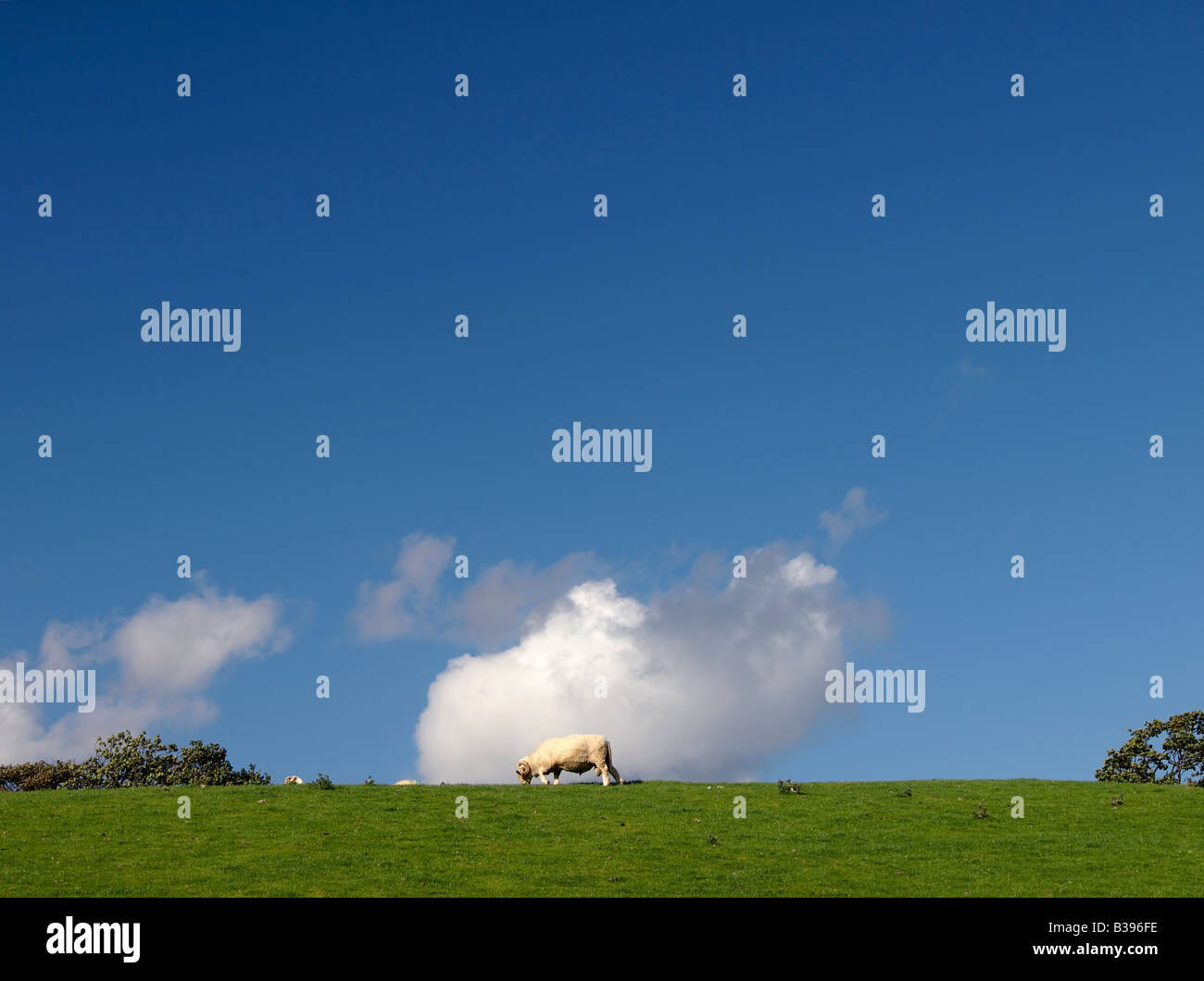 Singola ram di pascolare su una collina Foto Stock