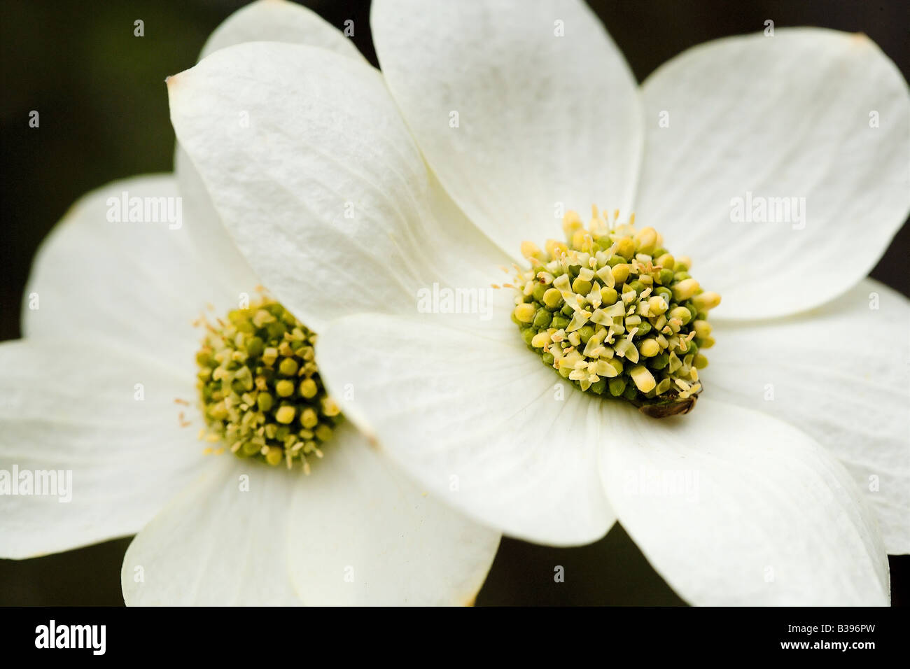 Una macro colpo di due blooming sanguinello fiori sono stati fotografati in Yosmeite National Park California USA Foto Stock