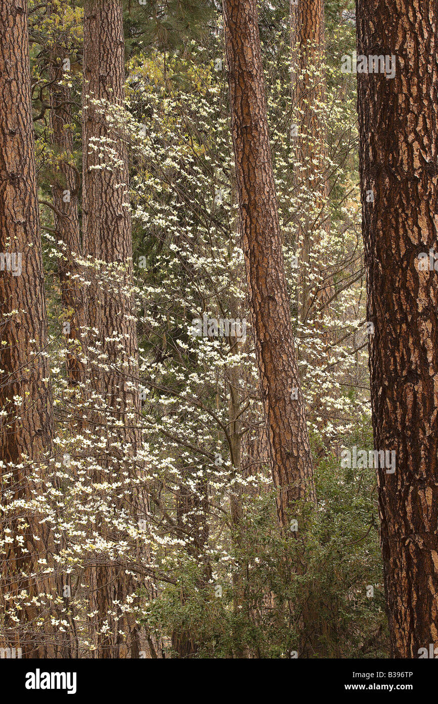 Corniolo fioriscono tra pini Ponderosa Awahnee vicino prato in Yosmeite National Park California USA Foto Stock