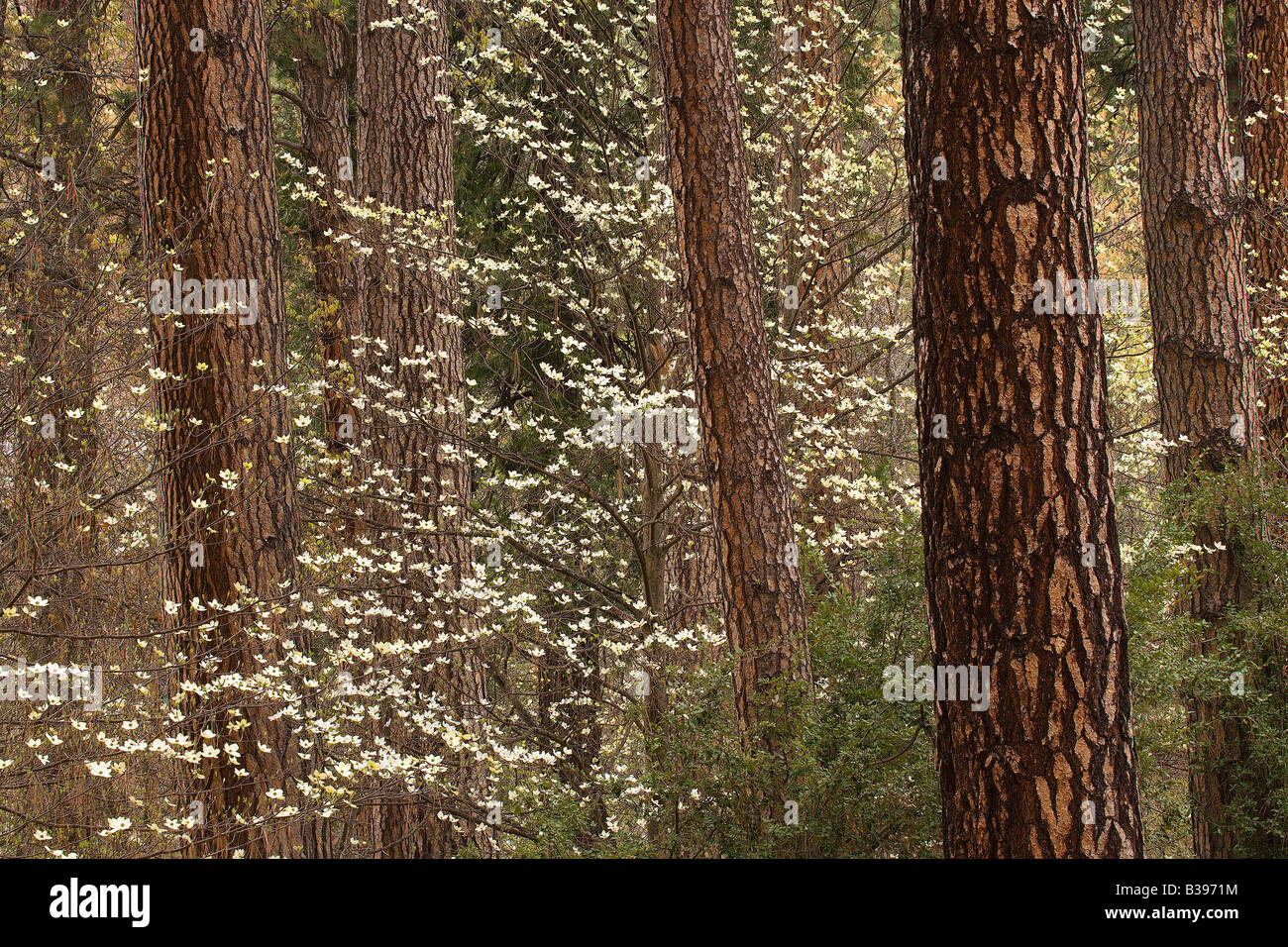 Fioritura Sanguinello risiedono alonside Ponderosa pini vicino al Awhanee Hotel nel Parco Nazionale di Yosemite Foto Stock