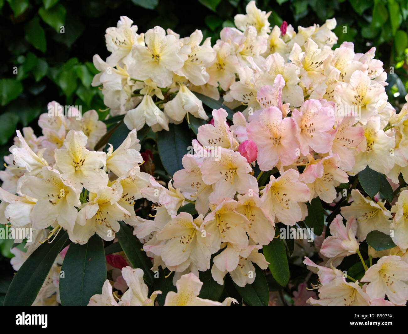 Bluehender rododendro, fioritura Rhododendron catawbiense Foto Stock