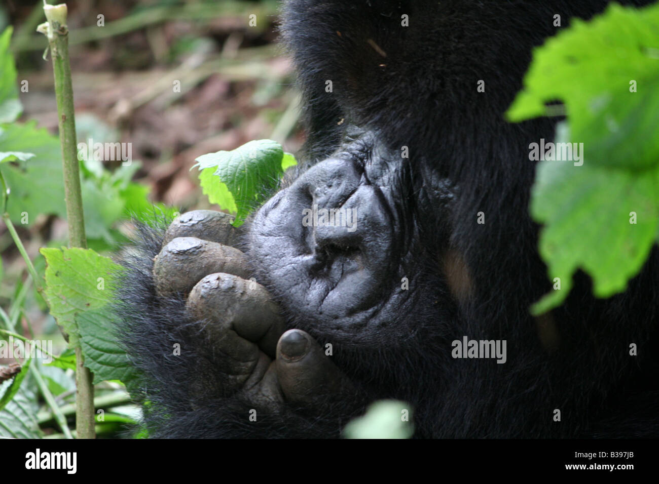Gorilla di Montagna del gruppo Amahoro nel Parco Nazionale dei Vulcani, Ruanda Foto Stock