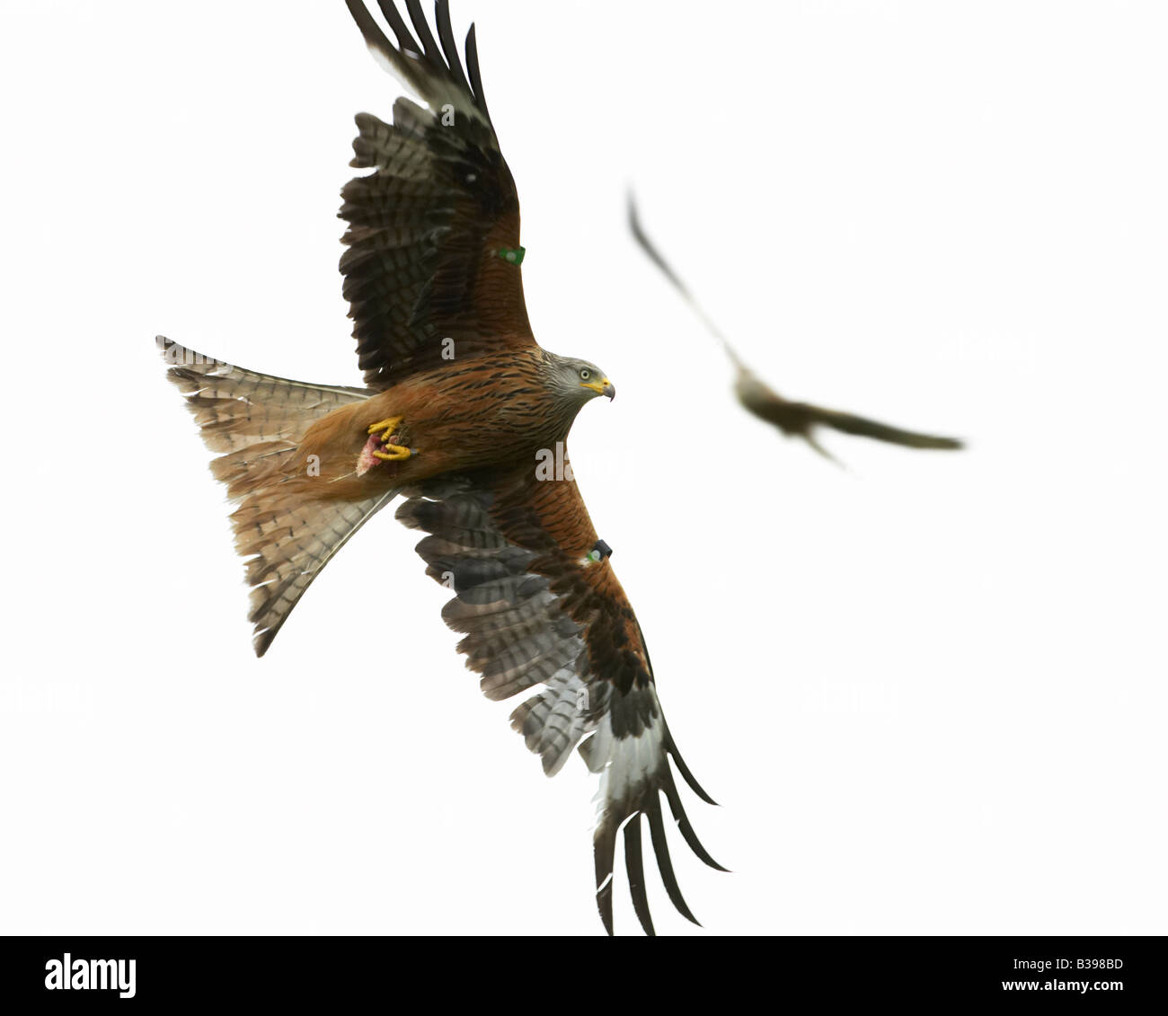 Red kites in volo Foto Stock